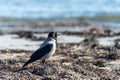 Selective focus shot of a hooded crow on the beach Royalty Free Stock Photo