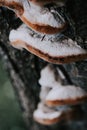 Selective focus shot of hoof fungus on a tree trunk Royalty Free Stock Photo