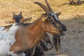 Selective focus shot of horned brown goat in the farm Royalty Free Stock Photo