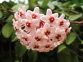 Selective focus shot of hoya flower Royalty Free Stock Photo