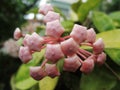 Selective focus shot of hoya flower bud Royalty Free Stock Photo