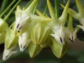 Selective focus shot of Hoya multiflora plant Royalty Free Stock Photo