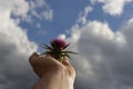 Selective focus shot of a human hand holding a thistle on cloudy sky background Royalty Free Stock Photo