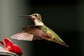 Selective focus shot of a Hummingbird in a flight near a plastic flower