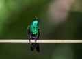Selective focus shot of a hummingbird standing on a rope Royalty Free Stock Photo