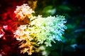 Selective focus shot of hydrangea flower under colorful lights Royalty Free Stock Photo
