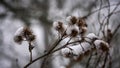 Selective focus shot of icy snow on dry burdock plant on blur background Royalty Free Stock Photo