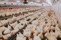 Selective focus shot of indoors chicken farm, chicken feeding