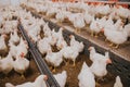 Selective focus shot of indoors chicken farm, chicken feeding