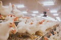 Selective focus shot of indoors chicken farm, chicken feeding