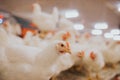 Selective focus shot of indoors chicken farm, chicken feeding