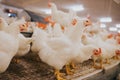 Selective focus shot of indoors chicken farm, chicken feeding