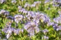 Selective focus shot of an insect on a bloomed wild teasel Royalty Free Stock Photo