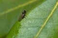 Selective focus shot of an insect fly on the green leaf with a blurred background Royalty Free Stock Photo
