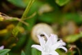 Selective focus shot of an insect on a white flower with a snail background