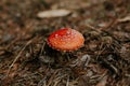 Selective focus shot of an isolated Agaric Fungus growing in the ground with dry leaves