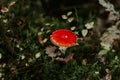 Selective focus shot of an isolated red Agaric Fungus growing among green leaves