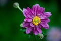 Selective focus shot of Japanese anemone 'Pamina'