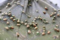 Selective focus shot of Japanese beetles Popillia japonica