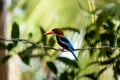 Selective focus shot of a javan kingfisher bird perched on a tree branch Royalty Free Stock Photo