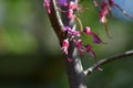 Selective focus shot of judastree with pink blossoms Royalty Free Stock Photo