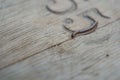 Selective focus shot of a Julidae worm on a wooden table Royalty Free Stock Photo