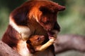 Selective focus shot of a kangaroo mother with the baby in the pouch on a sunny day Royalty Free Stock Photo