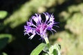 Selective focus shot of a Knapweeds flower Royalty Free Stock Photo