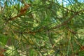 Selective focus shot of Korean pine leaves