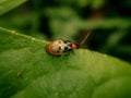 Selective focus shot of a ladybird on the green leaf on nature background Royalty Free Stock Photo