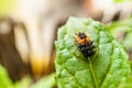 Selective focus shot of a ladybird larvae on a green leaf Royalty Free Stock Photo