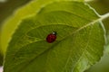 Selective focus shot of a ladybug on a green leaf Royalty Free Stock Photo