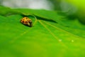Selective focus shot of a ladybug insect on a green leaf Royalty Free Stock Photo