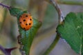 Selective focus shot of a ladybug on a leaf Royalty Free Stock Photo