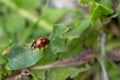 Selective focus shot of a ladybug on a leaf Royalty Free Stock Photo