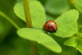 Selective focus shot of a ladybug on a leaf Royalty Free Stock Photo