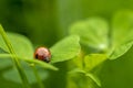 Selective focus shot of a ladybug on a leaf Royalty Free Stock Photo