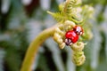 Selective focus shot of ladybug reproduction on the green plants