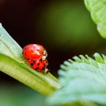 Selective focus shot of ladybug reproduction on the green plants