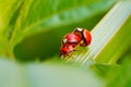Selective focus shot of ladybug reproduction on the green plants