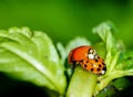 Selective focus shot of ladybug reproduction on the green plants
