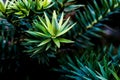 Selective focus shot of leaves of a Bunya pine tree Royalty Free Stock Photo