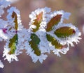 Selective focus shot of leavescovered with snow Royalty Free Stock Photo