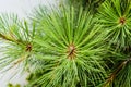Selective focus shot of the leaves of a green conifer tree Royalty Free Stock Photo