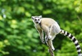 Selective focus shot of a lemur on a green background, the portrait of a ring-tailed lemur