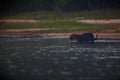 Selective focus shot of a leopard swimming in water in Pantanal, Brasil Royalty Free Stock Photo