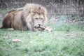 Selective Focus Shot Of A Lion Chewing On A Bone In The Distance
