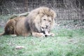 Selective Focus Shot Of A Lion Chewing On A Bone While Laying On The Grass