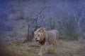 Selective focus shot of a lion walking around protecting his territory Royalty Free Stock Photo
