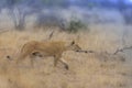 Selective focus shot of a lion walking in a dry grassy field Royalty Free Stock Photo